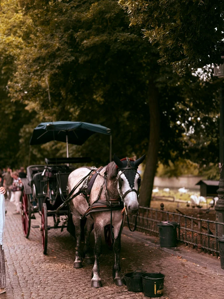 Elegant horse-drawn carriage waits in a scenic park in Bruges, perfect for romantic rides.